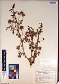 Abronia umbellata image