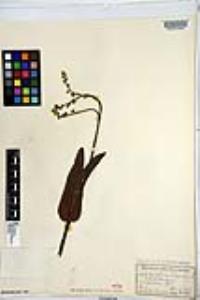 Cynoglossum montanum image