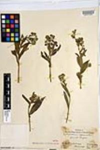 Cynoglossum officinale image