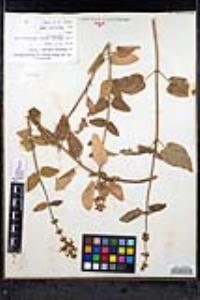 Stachys bullata image