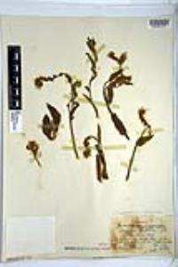Amsinckia intermedia image