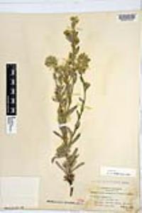 Amsinckia tessellata image