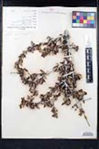 Ceanothus cuneatus image
