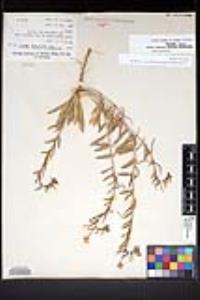 Camissoniopsis pallida subsp. pallida image