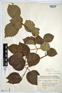 Viburnum dentatum var. deamii image