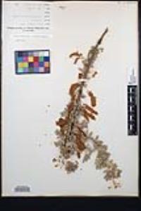 Senegalia greggii image