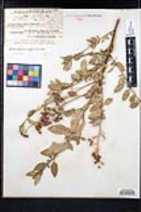 Ceanothus integerrimus image