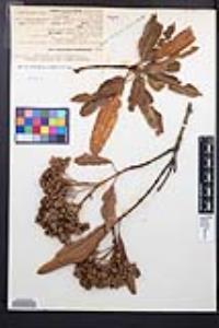 Lyonothamnus floribundus image