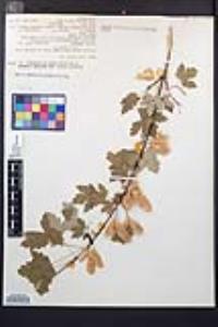 Acer glabrum image