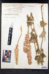Agastache urticifolia image