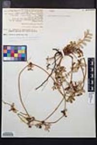 Potentilla pacifica image