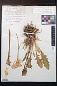 Oenothera cespitosa subsp. marginata image