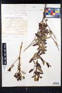 Ceanothus parryi image