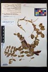 Lathyrus japonicus image