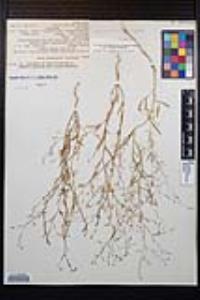 Gayophytum diffusum subsp. parviflorum image