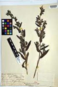 Echium vulgare image