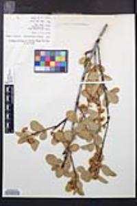 Prunus emarginata image