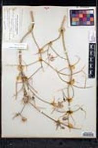Scutellaria mexicana image