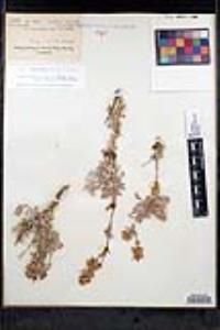 Salvia dorrii image