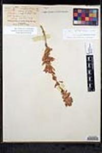 Salvia pachyphylla subsp. pachyphylla image