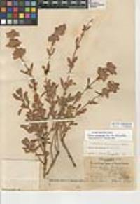 Salvia pachyphylla subsp. pachyphylla image