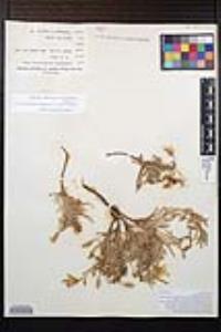 Oenothera californica subsp. avita image
