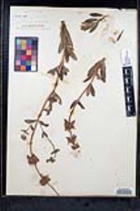 Salvia mellifera image