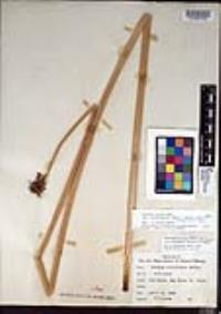 Schoenoplectus acutus image