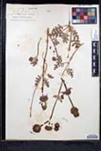 Salvia columbariae image