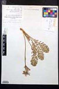 Geum triflorum var. ciliatum image