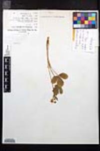 Fragaria virginiana subsp. glauca image