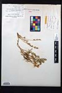Corydalis aurea image