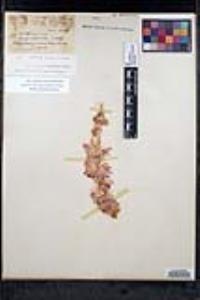 Salvia pachyphylla subsp. pachyphylla image