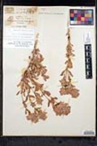 Salvia pachyphylla subsp. pachyphylla image