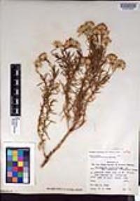 Ericameria linearifolia image