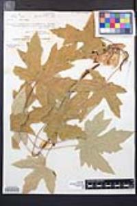 Acer macrophyllum image