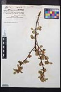 Amelanchier utahensis image