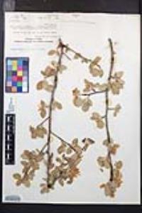 Amelanchier utahensis image