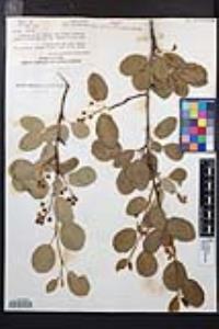 Amelanchier utahensis image