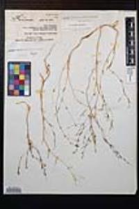 Gayophytum eriospermum image