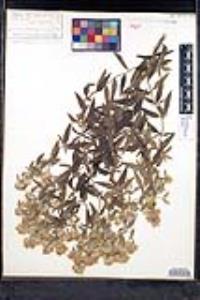 Pycnanthemum pilosum image