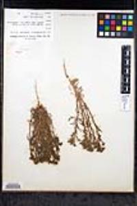 Amblyopappus pusillus image