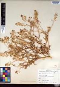 Camelina microcarpa image