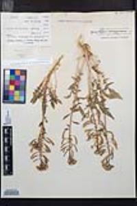 Chylismia claviformis var. aurantiaca image