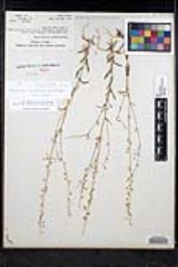 Thysanocarpus curvipes image