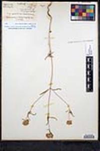 Monardella breweri var. lanceolata image