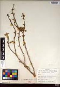 Euphorbia misera image