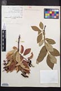 Prunus virginiana var. demissa image