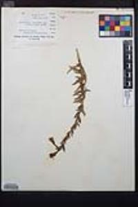 Epilobium canum image