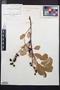Prunus virginiana var. demissa image